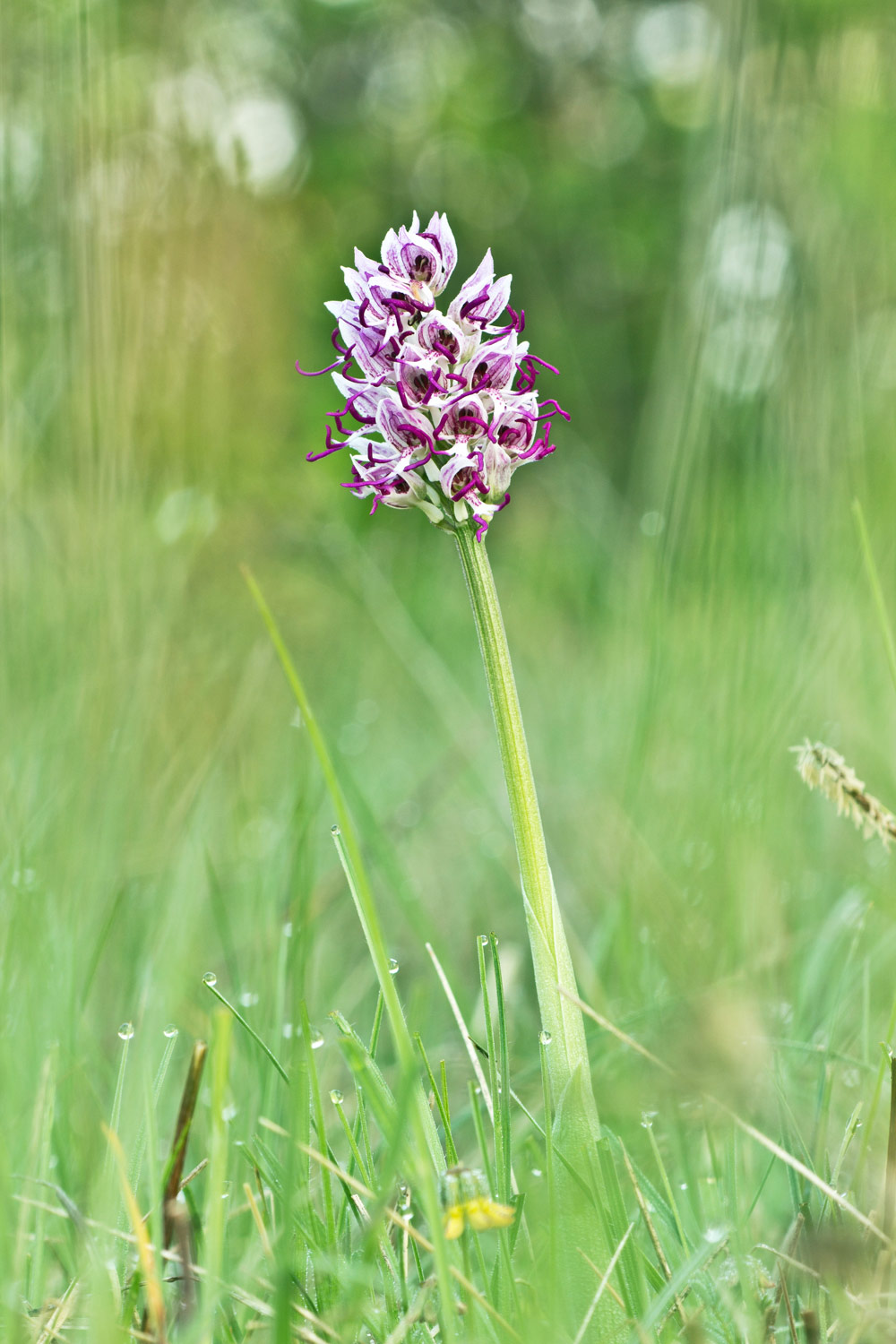 Orchis simia